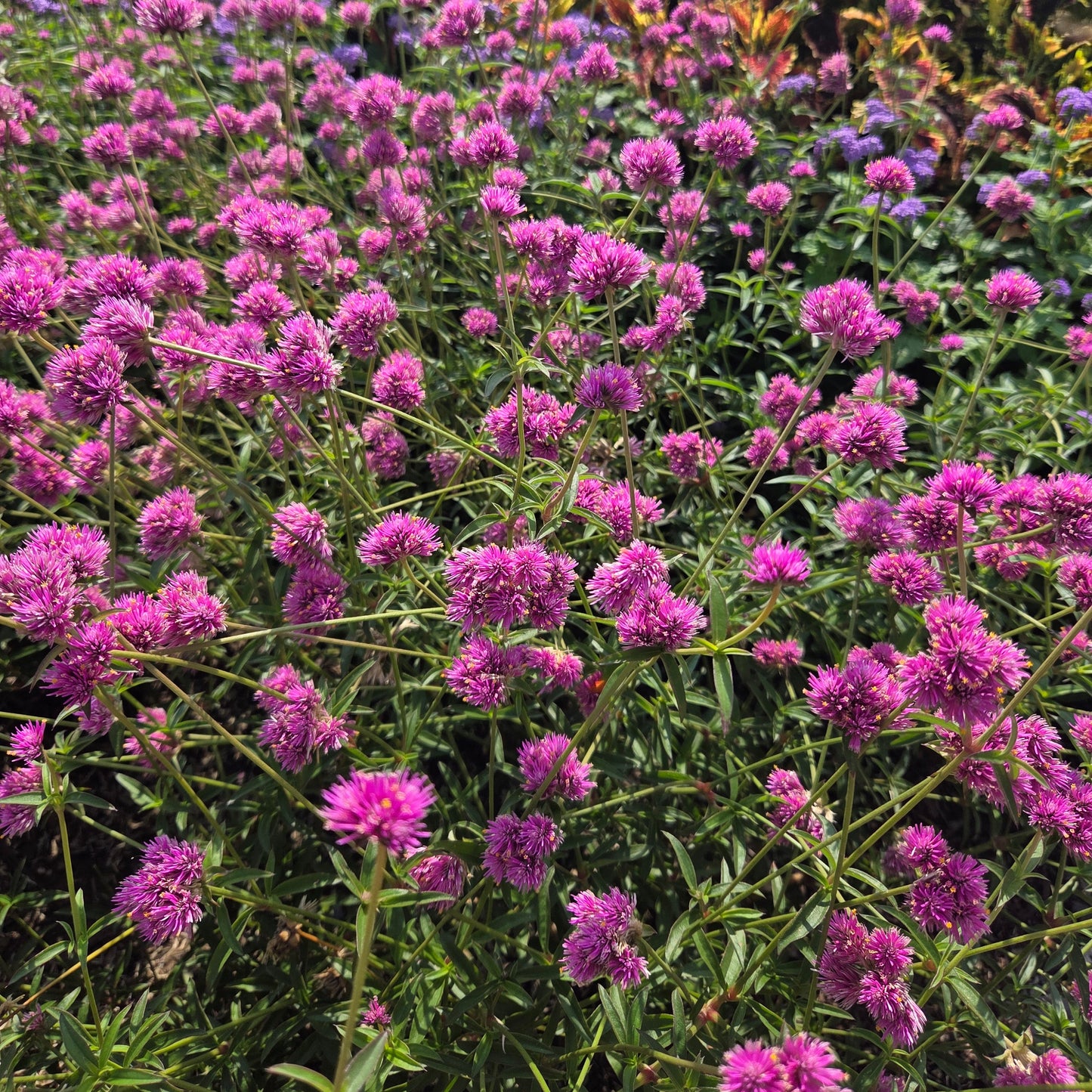 Globe Amaranth 'Fireworks' ~ Trio of 3 Hefty Plants for Preorder