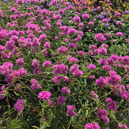 Globe Amaranth 'Fireworks' ~ Trio of 3 Hefty Plants for Preorder