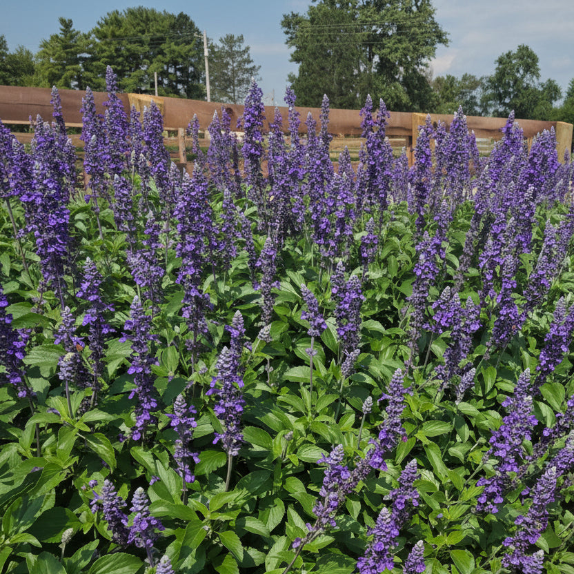 Salvia 'Mystic Spires' ~ Trio of 3 Hefty Plants for Preorder