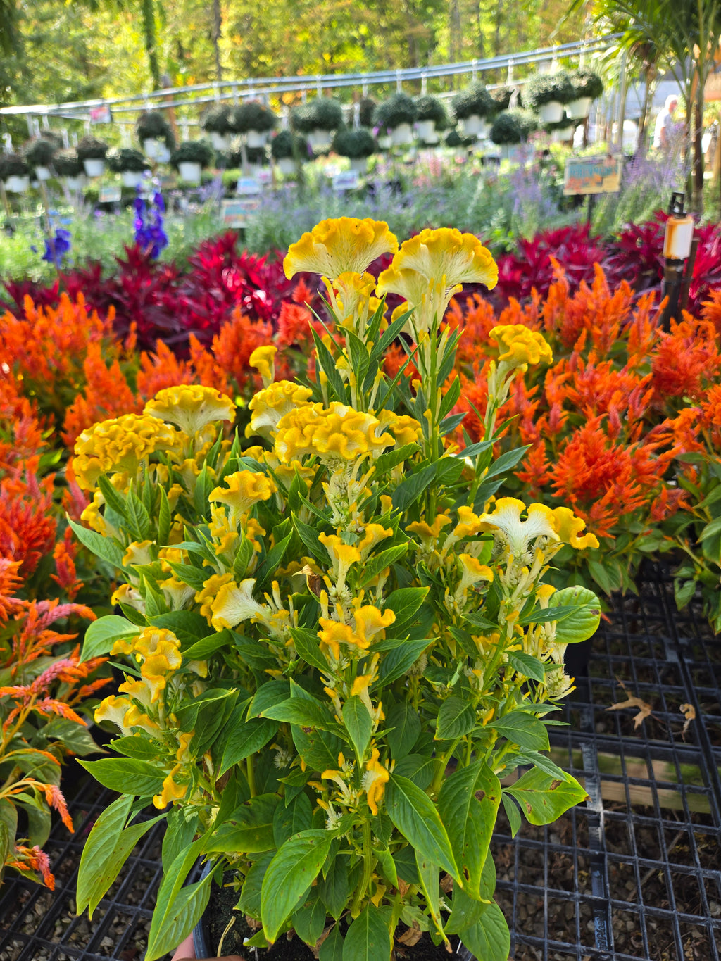 Fall Magic Planter | Sept 3rd 5:30