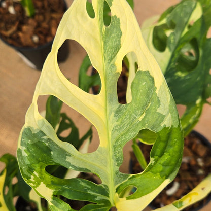 4" Monstera adansonii 'Variegated White' - Limited Release for Pickup