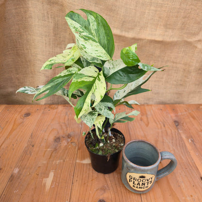 Epipremnum pinnatum 'Marble' - Limited Release for Pickup