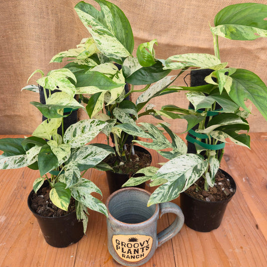 Epipremnum pinnatum 'Marble' - Limited Release for Pickup