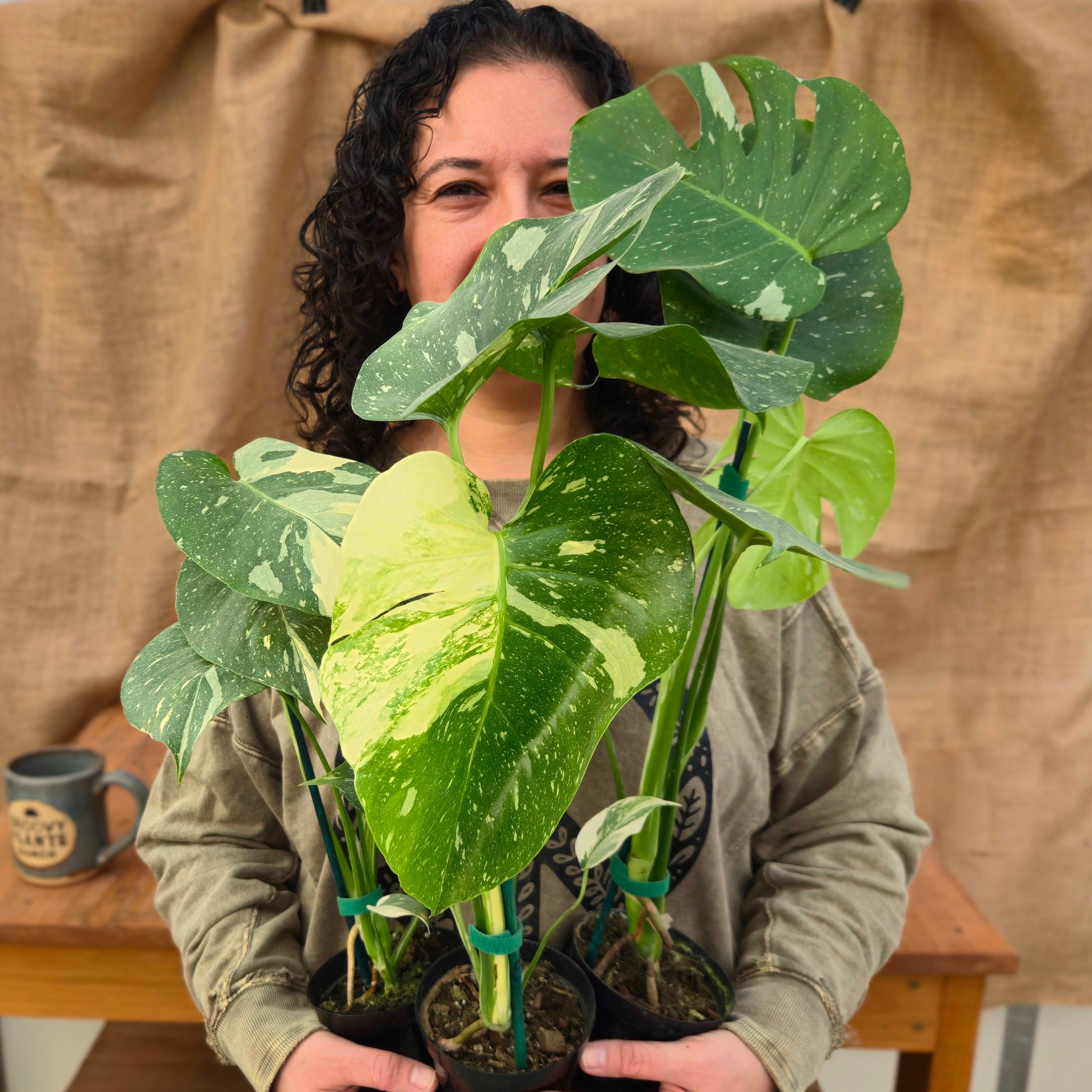 Monstera 'Thai Constellation' 4