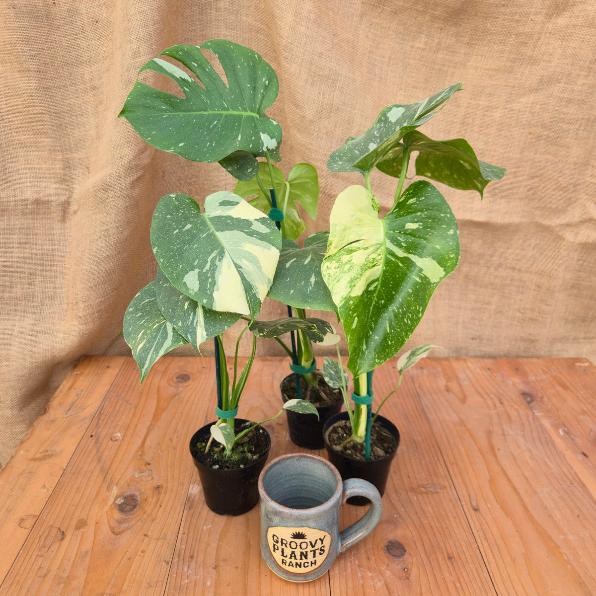 Monstera 'Thai Constellation' 4