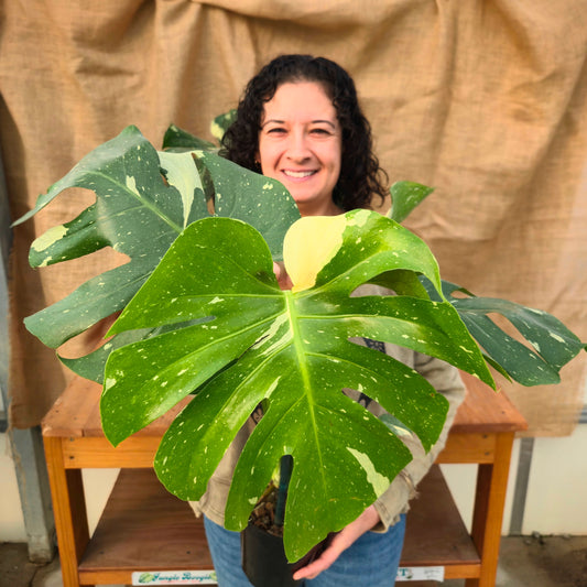 Monstera 'Thai Constellation' 6" - Limited Release for Pickup