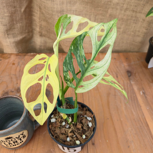 Monstera adansonii 'Variegated White' - Limited Release for Pickup