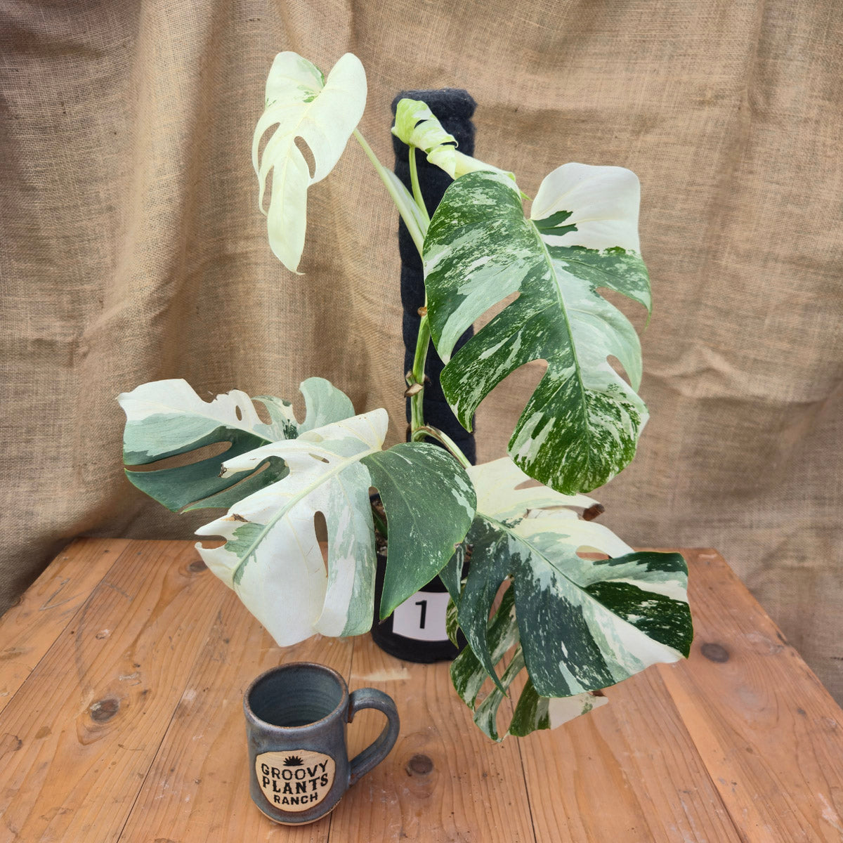 葉 Monstera Monstera 'Albo' 8