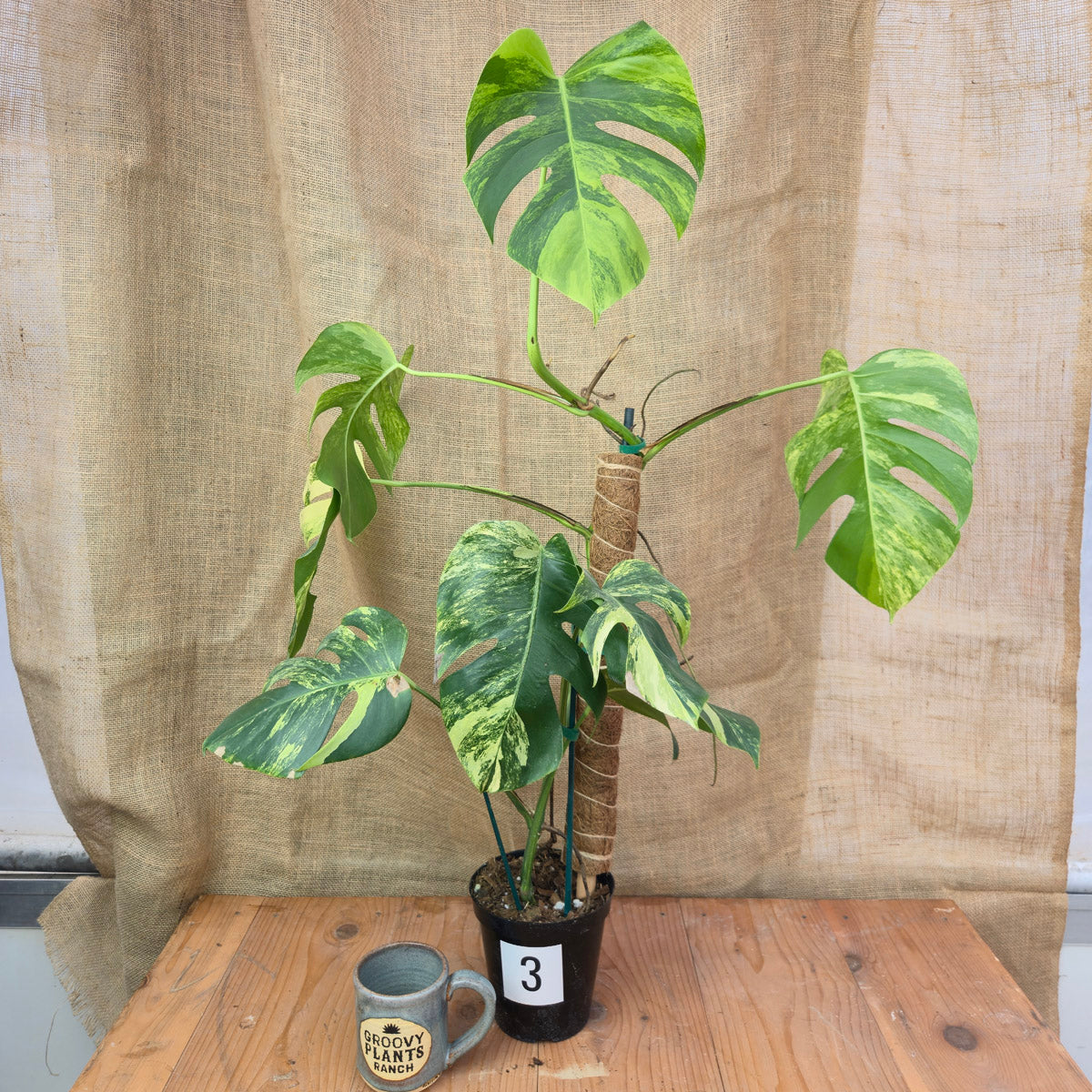 Monstera 'Aurea' 10