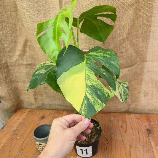 Monstera 'Aurea' 6" - Limited Release for Pickup
