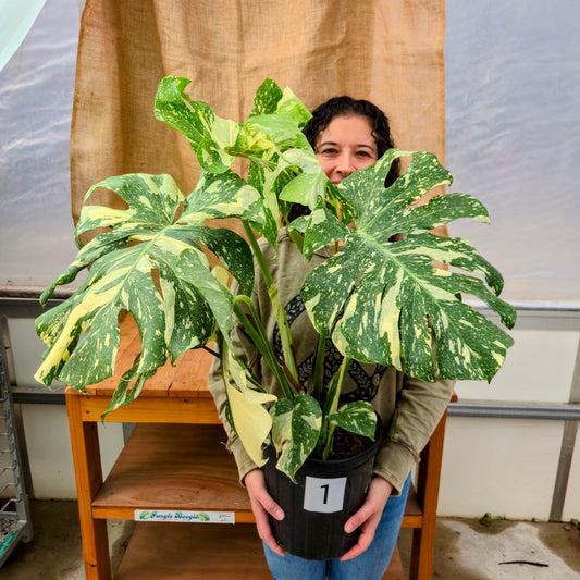 Monstera 'Thai Constellation' 10" - Limited Release for Pickup