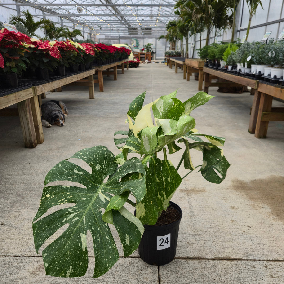 Monstera 'Thai Constellation' 10" - Limited Release for Pickup