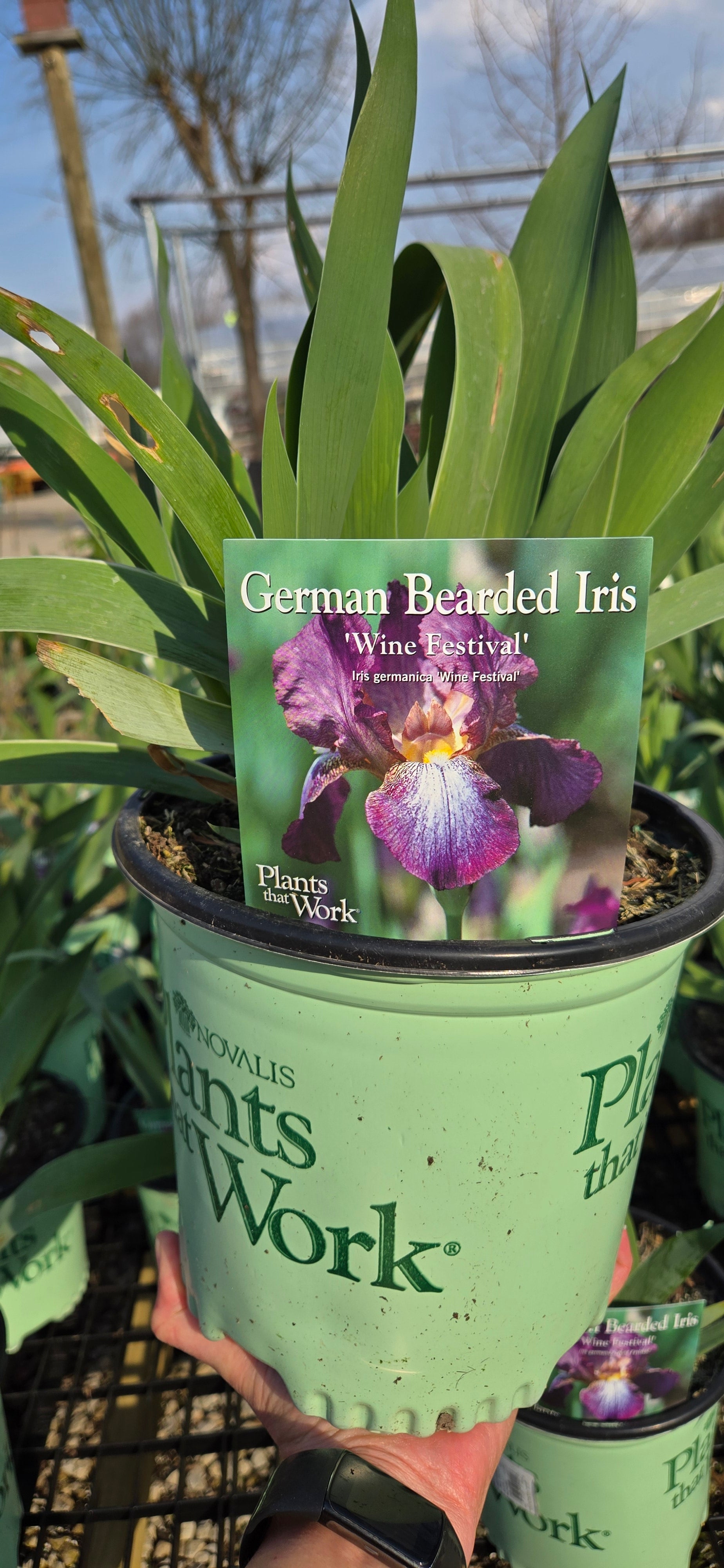 Bearded Iris 'Wine Festival'