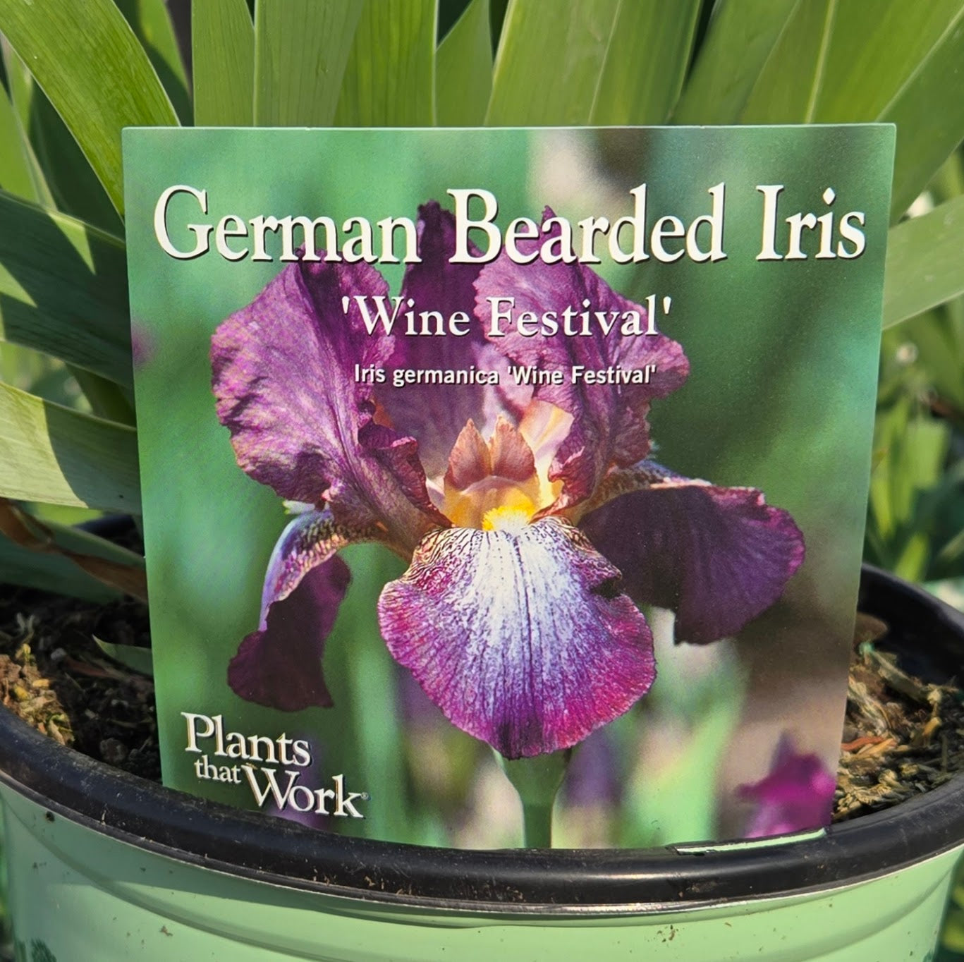 Bearded Iris 'Wine Festival'