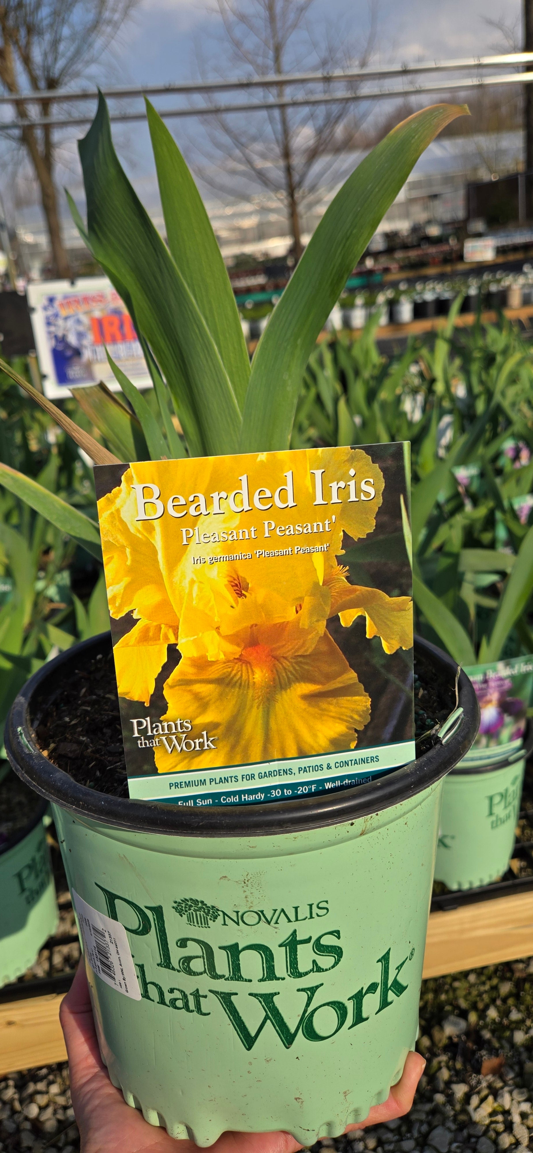 Bearded Iris 'Pleasant Peasant'