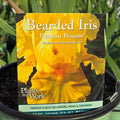 Bearded Iris 'Pleasant Peasant'