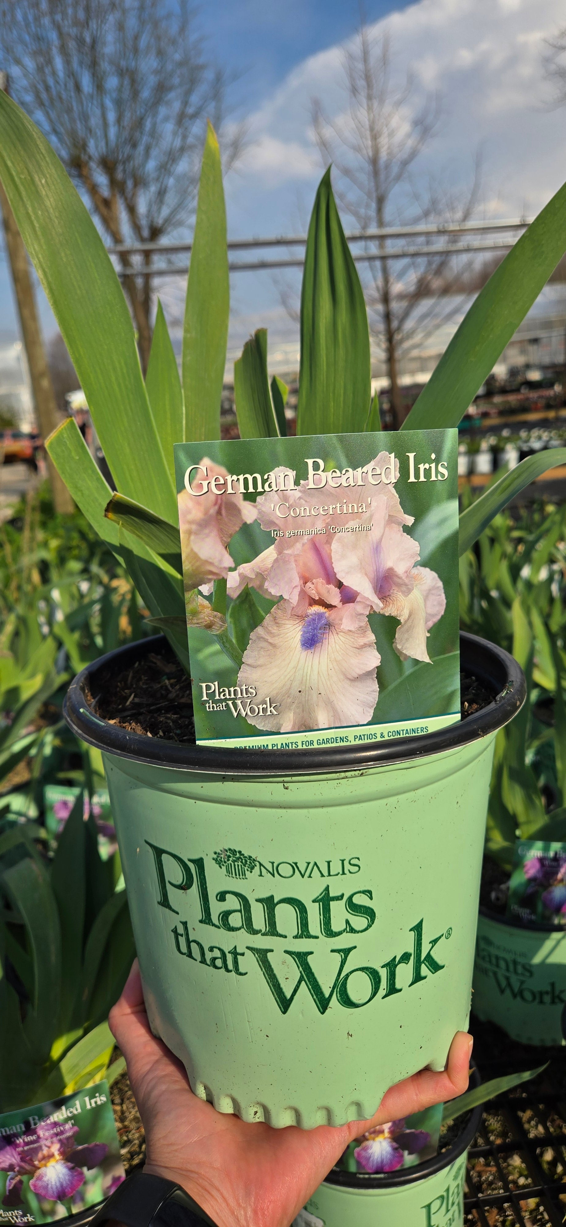 Bearded Iris 'Concertina'