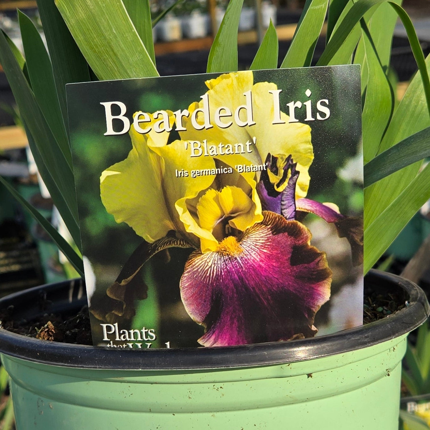 Bearded Iris 'Blatant'