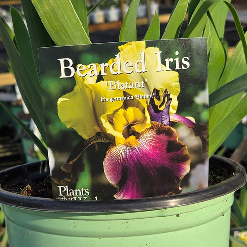 Bearded Iris 'Blatant'