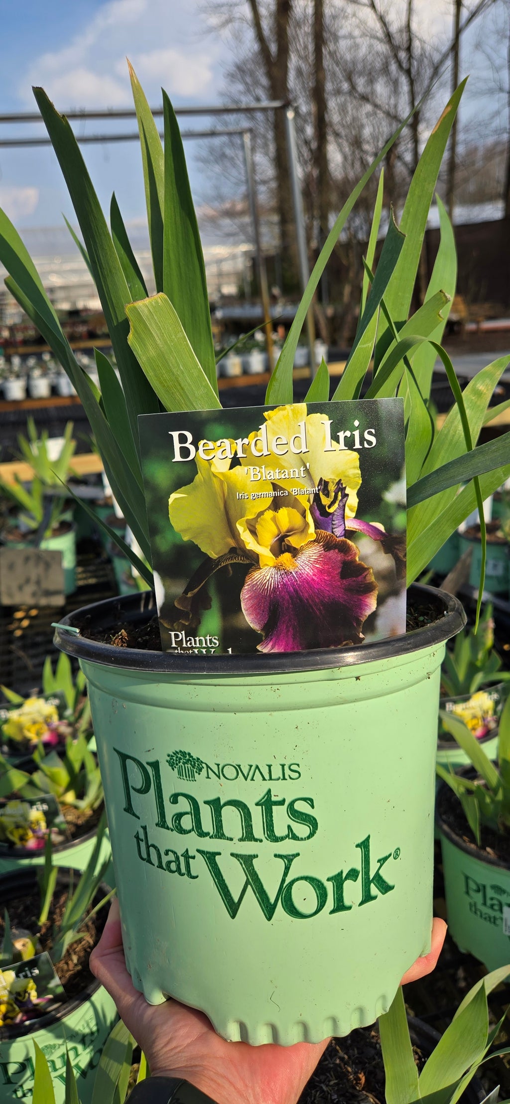 Bearded Iris 'Blatant'