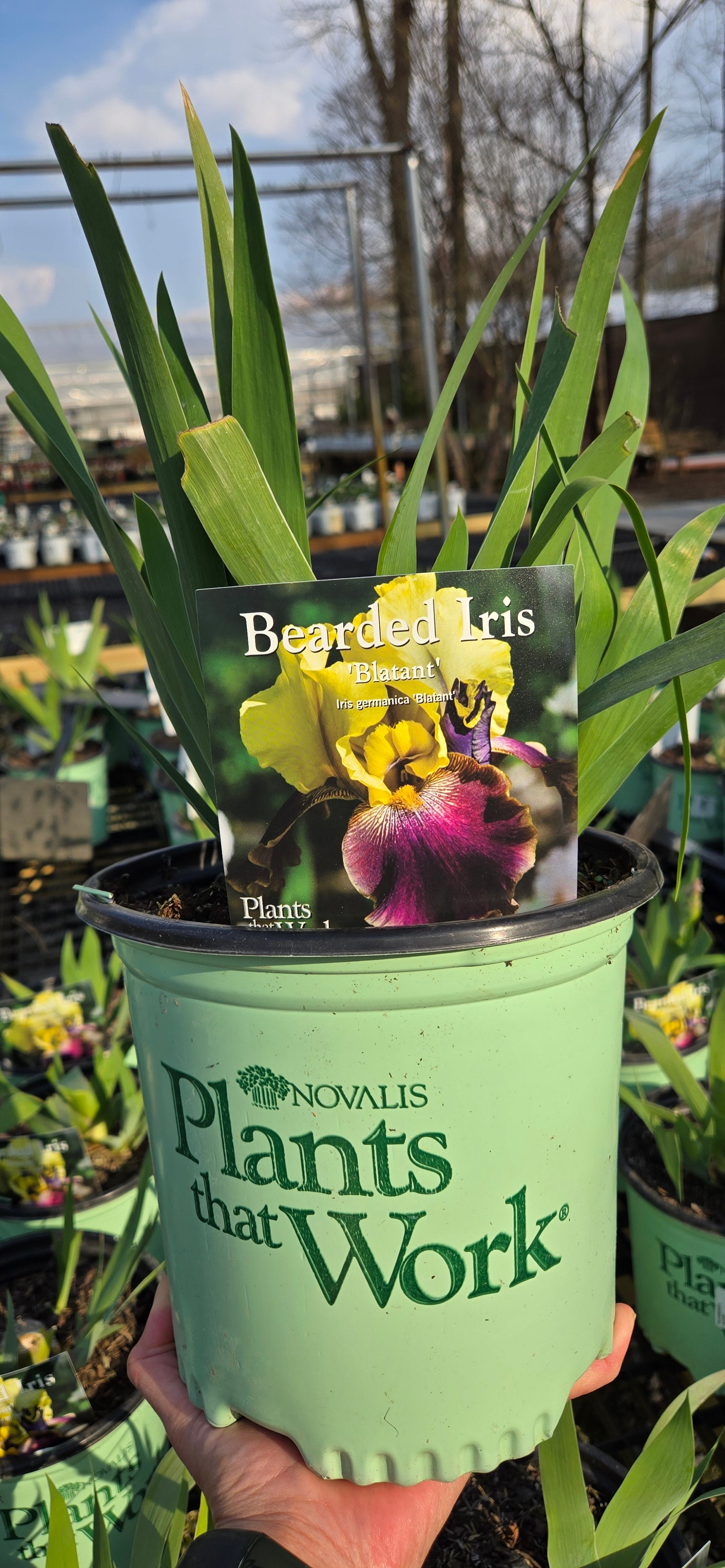 Bearded Iris 'Blatant'