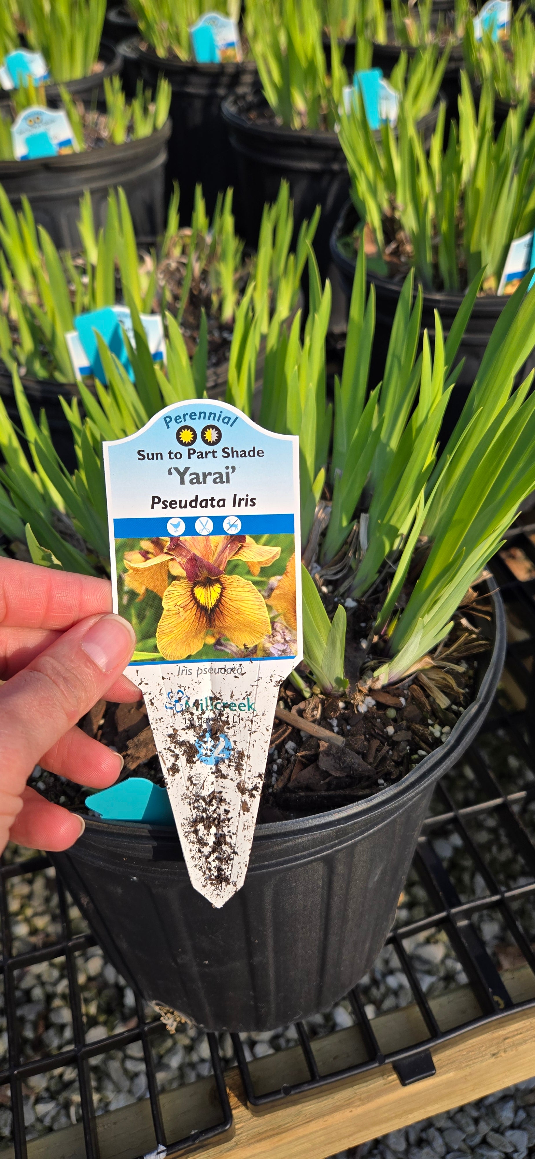 Pseudata Iris 'Yarai'