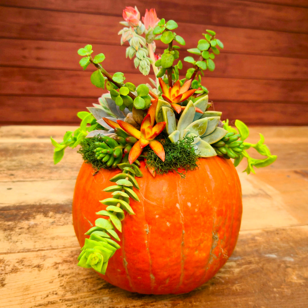Succulent Pumpkin | Sept 7th 1pm
