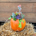 Succulent Pumpkin | Sept 7th 1pm