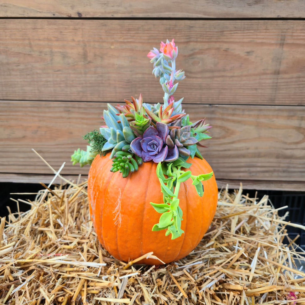 Coffee & Craft: Succulent Pumpkin Workshop