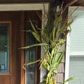 Corn Shock Bundle
