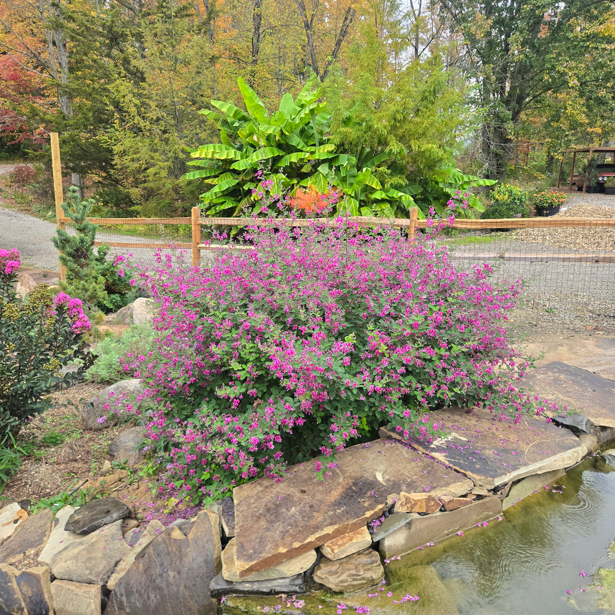 Little Volcano Bush Clover
