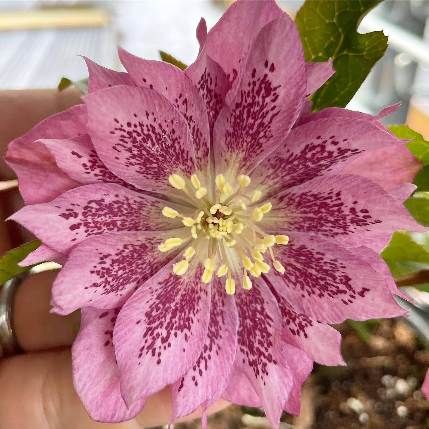 Groovy Plants Ranch - 2026 Helleborus Hullabaloo – The Groovy