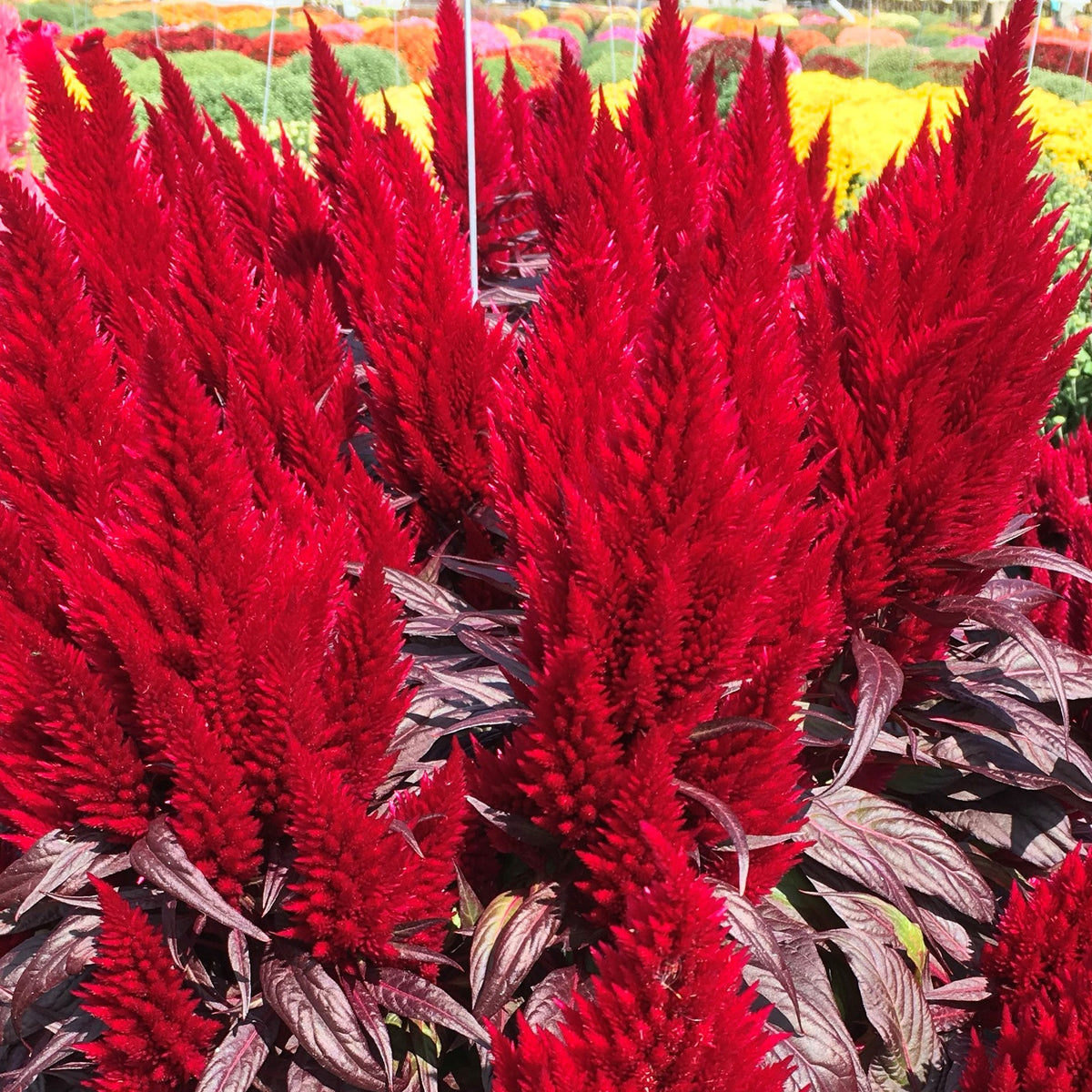 Floriosa™ Red Dark Leaf Celosia