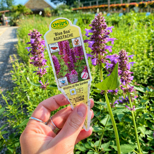 Agastache 'Blue Boa' | Hummingbird Mint