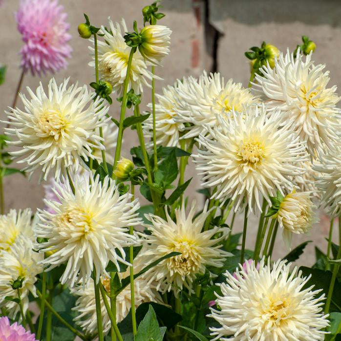 Dahlia 'My Love' | Cactus Dahlia