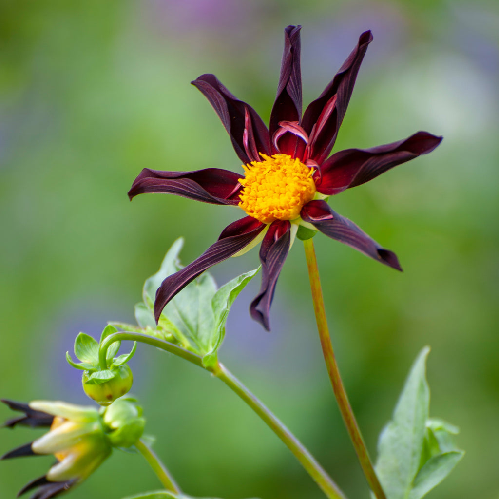 Dahlia Verrone's Obsidian | Premium Orchid-type Dahlia