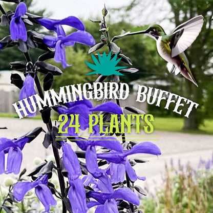 HUMMINGBIRD BUFFET (24 plants) 'Black and Bloom' Salvia