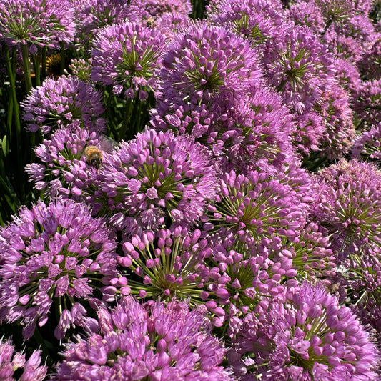 Allium 'Millenium' ~ Hefty Plants for Preorder