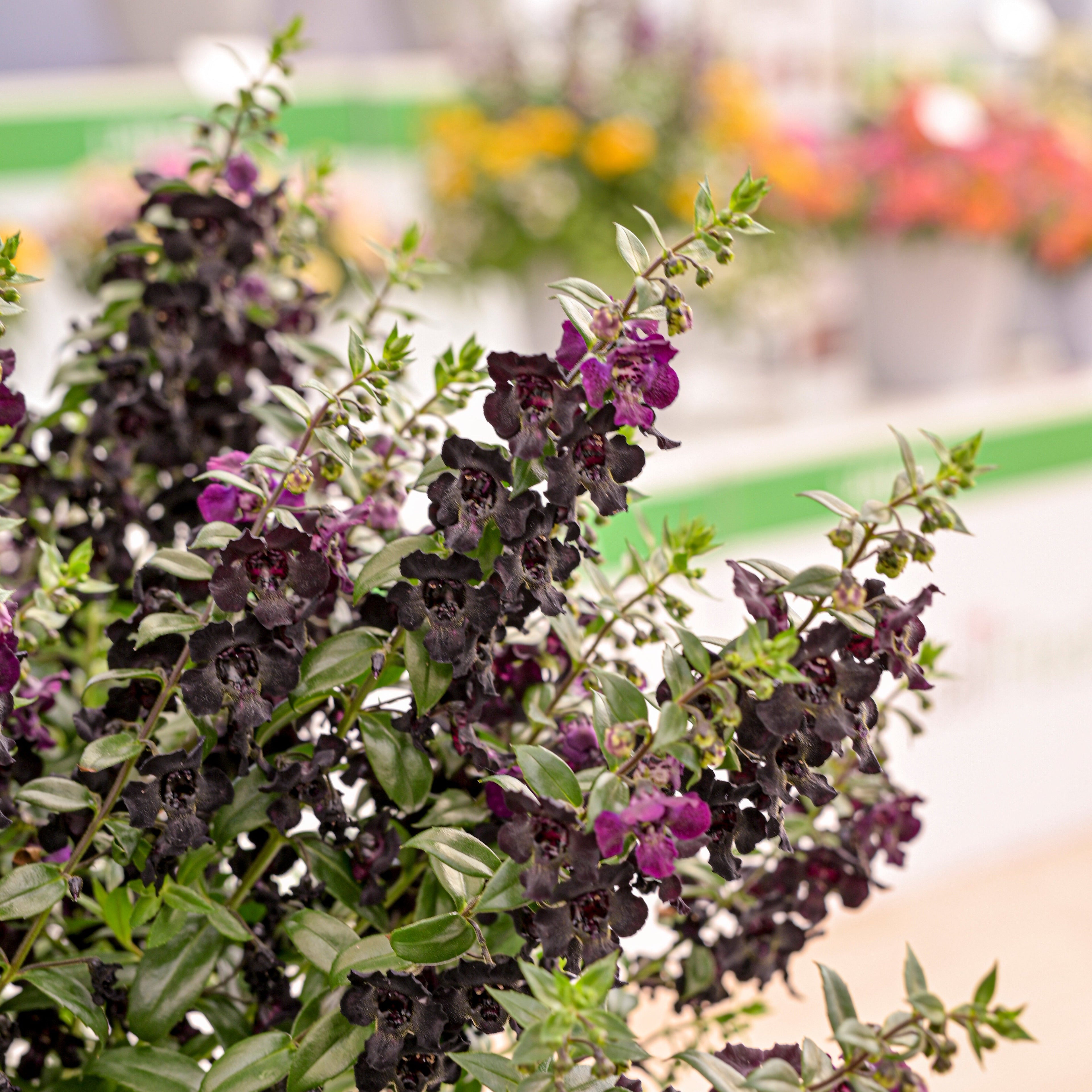 Angelonia 'Archangel Black' ~ Trio of 3 Hefty Plants for Preorder