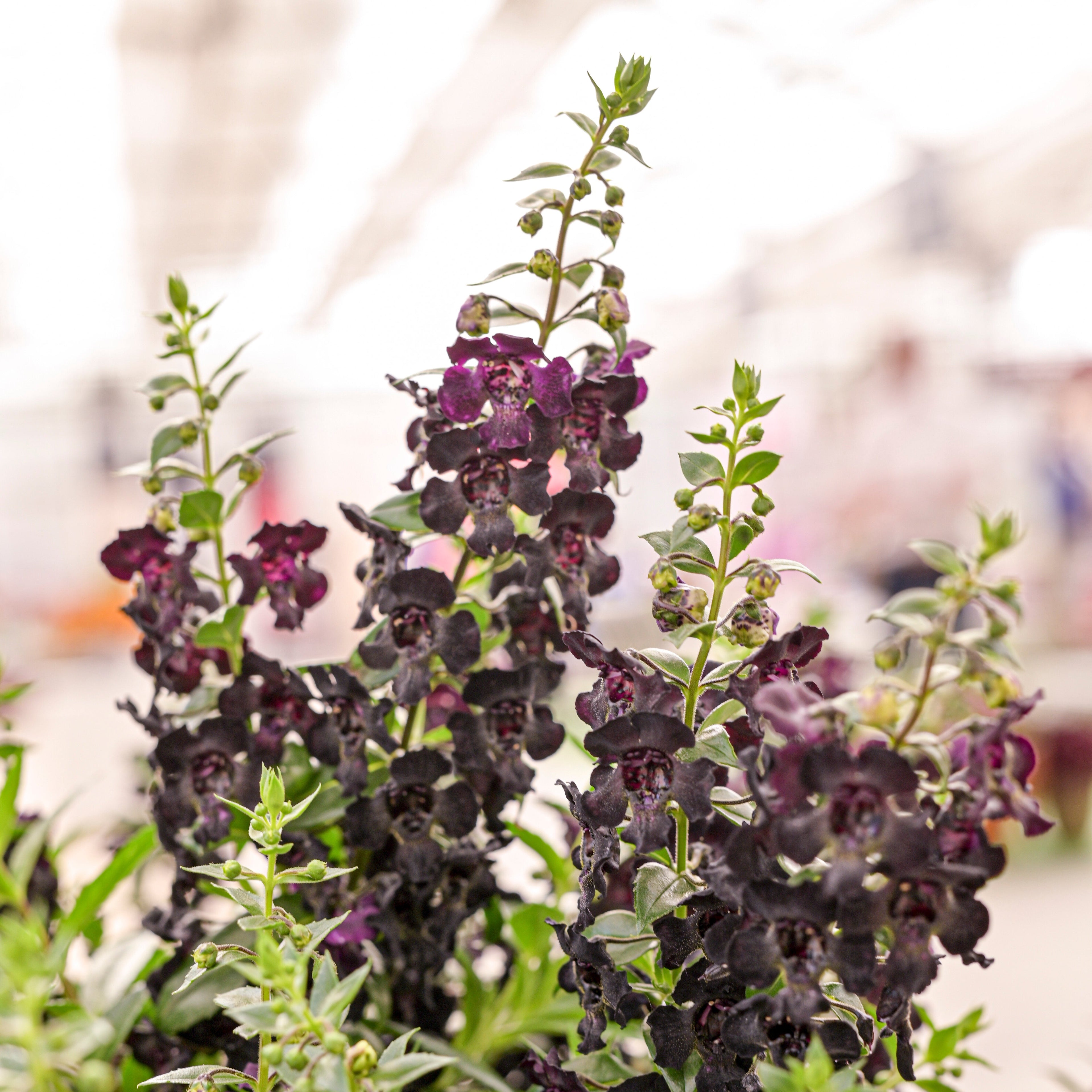 Angelonia 'Archangel Black' ~ Trio of 3 Hefty Plants for Preorder