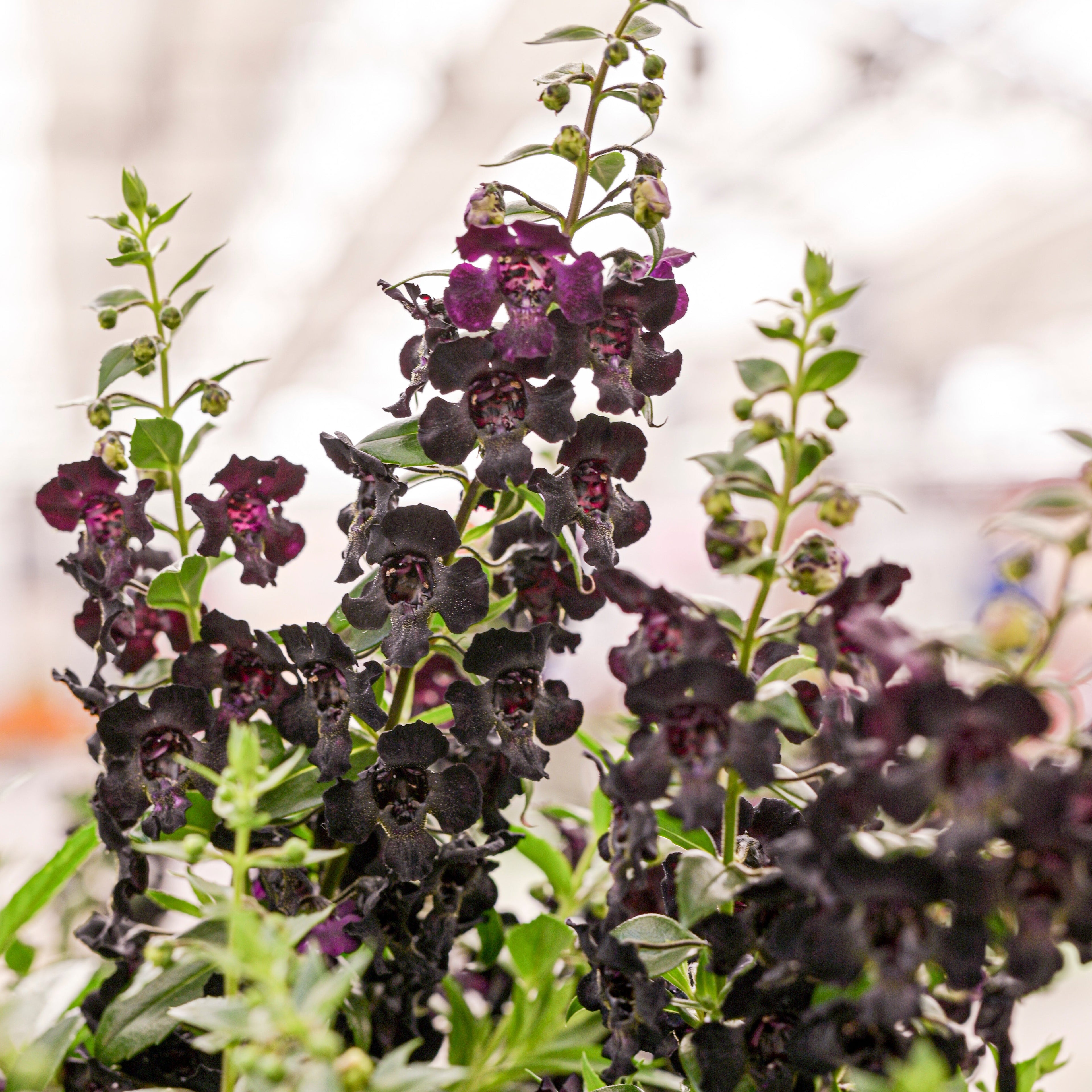 Angelonia 'Archangel Black' ~ Trio of 3 Hefty Plants for Preorder