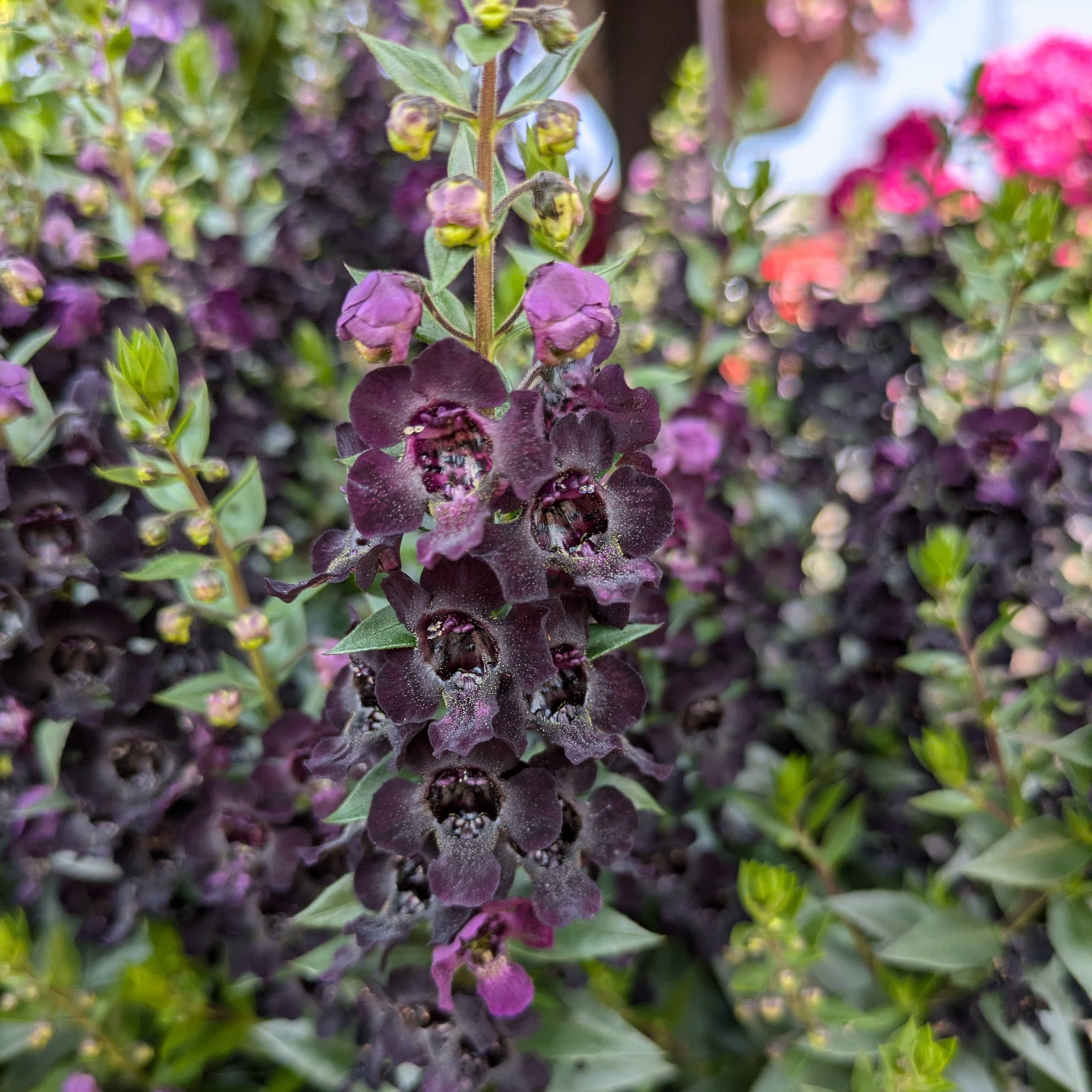 Angelonia 'Archangel Black' ~ Trio of 3 Hefty Plants for Preorder