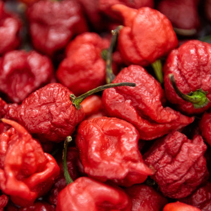 'Carolina Reaper' Hot Pepper ~ Trio of 3 Hefty Plants for Preorder