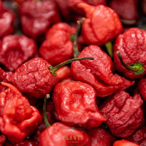 'Carolina Reaper' Hot Pepper ~ Trio of 3 Hefty Plants for Preorder