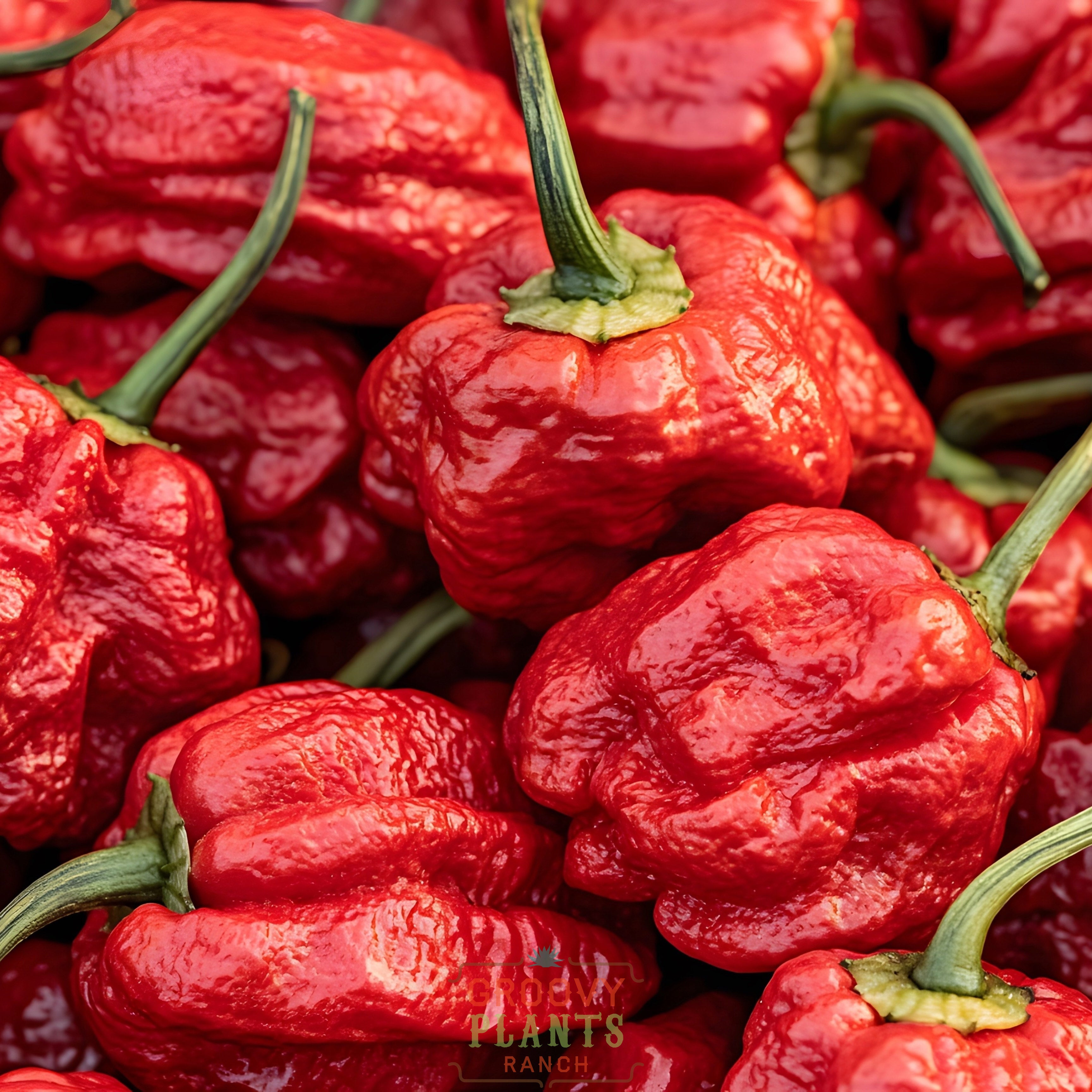 'Carolina Reaper' Hot Pepper ~ Trio of 3 Hefty Plants for Preorder