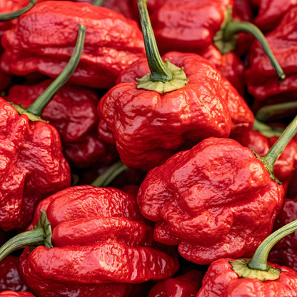 'Carolina Reaper' Hot Pepper ~ Trio of 3 Hefty Plants for Preorder