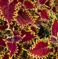 Coleus 'Copperhead'