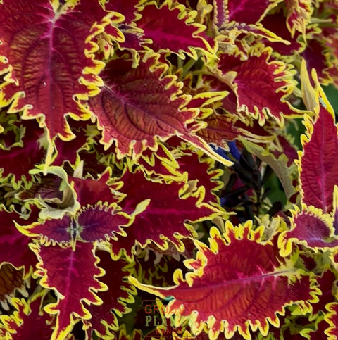 Coleus 'Copperhead'