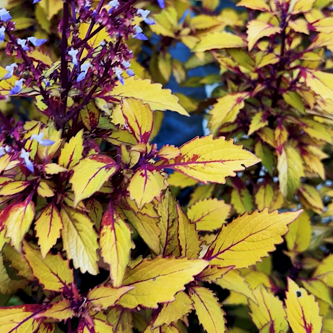 Coleus 'Spiced Curry' ~ Buffet of 24 Hefty Plants for Preorder