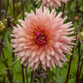 Dahlia 'Preference' | Cactus Dahlia